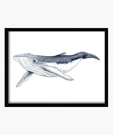 Bebe Baleine A Bosse Photo Avec Cadre Horizontal 4 3 40 X 30 Cm Tostadora Fr