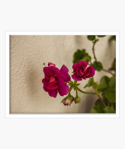 Quadro Fiori Di Rose Cornice Con Cornice Bianca Orizzontale Mcharrell Originale Tostadora It