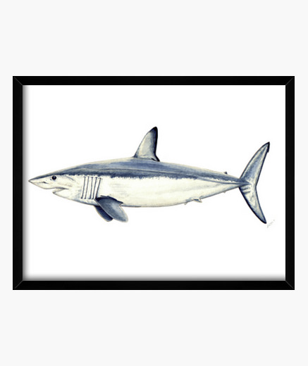 Mako Squalo Quadro Con Cornice Orizzontale 4 3 40 X 30 Cm Tostadora It