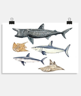 affiche de requins