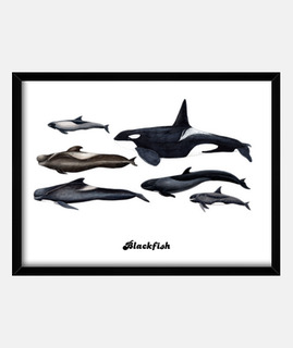 blackfish: orcas et baleines pilotes cadre