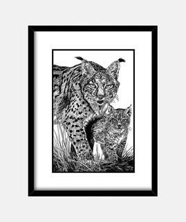 Lince ibérico