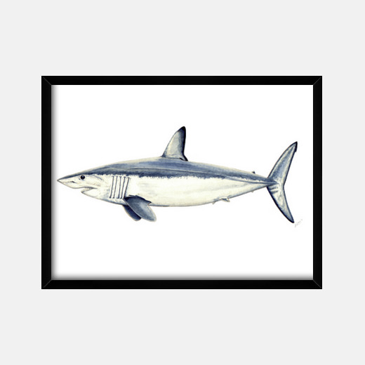 Mako Squalo Quadro Con Cornice Orizzontale 4 3 40 X 30 Cm Tostadora It