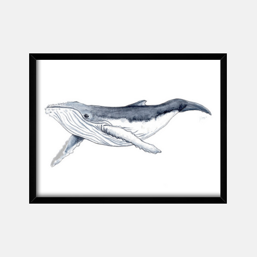 Neonato Megattera Quadro Con Cornice Orizzontale 4 3 40 X 30 Cm Tostadora It