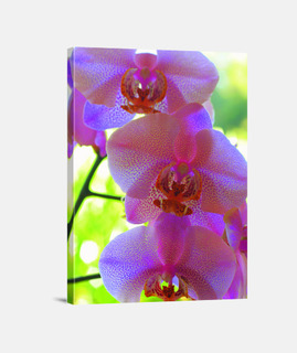 orquídeas