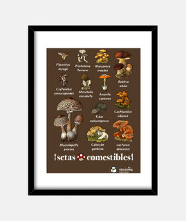 Setas comestibles (fondos oscuros)
