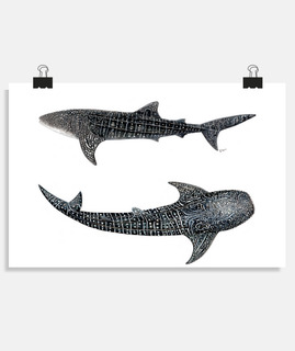 Tiburones ballenas 