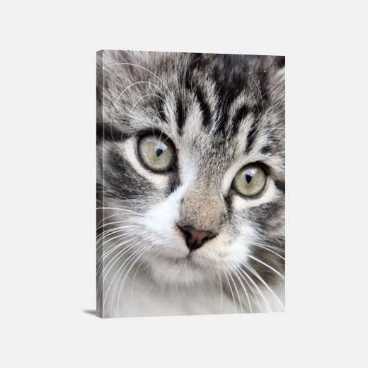 Tableau Toile Chat Mignon Tostadora Tableau Toile Chat Mignon Tostadora