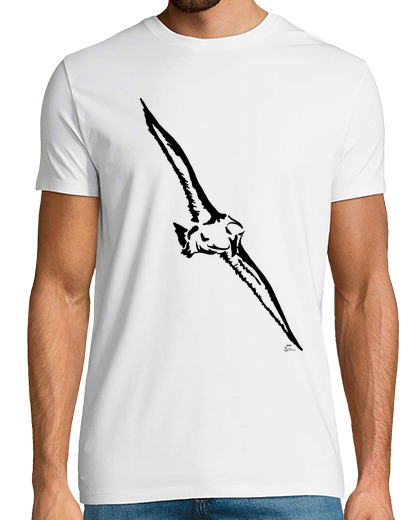 Image of albatross