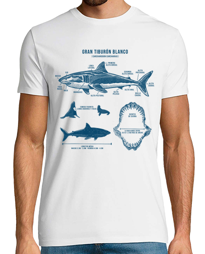 Image of great white shark surfers diving summer