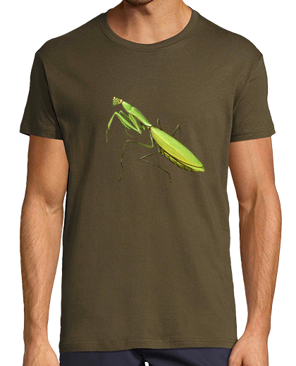 Image of mantis