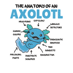 Anatomie de l'Axolotl