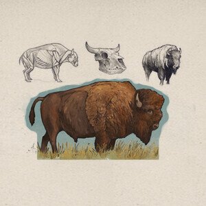 Playeras bison