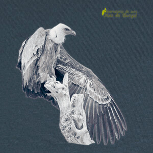 white griffon vulture - mas de bunyol T-shirts