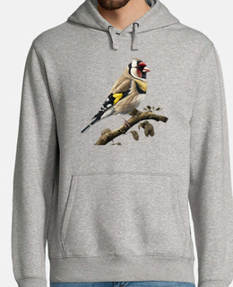 cardellino