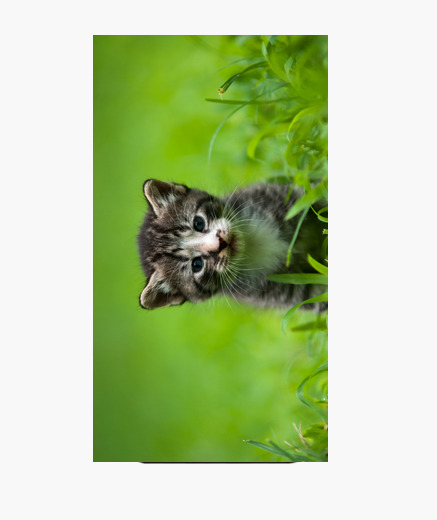 coque iphone xs max chaton coque iphone xs max chaton