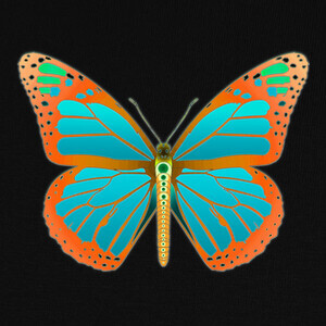 Camisetas D12 Butterfly Blue Orange Dream