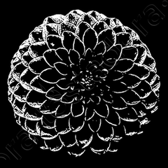 Camiseta dalia-flor-negra-decoracion oscura | laTostadora