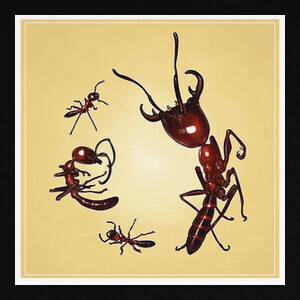 Playeras dorylus legionary ants