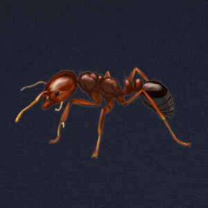 Playeras Fire ant (Solenopsis invicta)