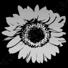 Camiseta flor de girasol / blanco y negro | laTostadora