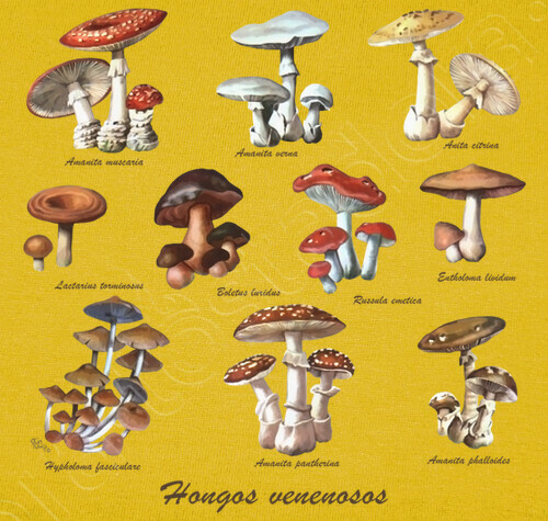 Camiseta Hongos venenosos laTostadora