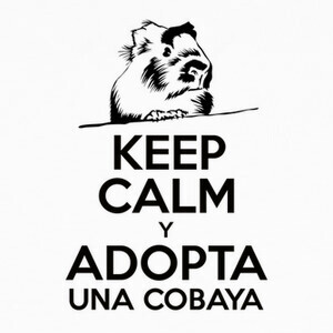 Camisetas Keep calm y adopta una cobaya NEGRO