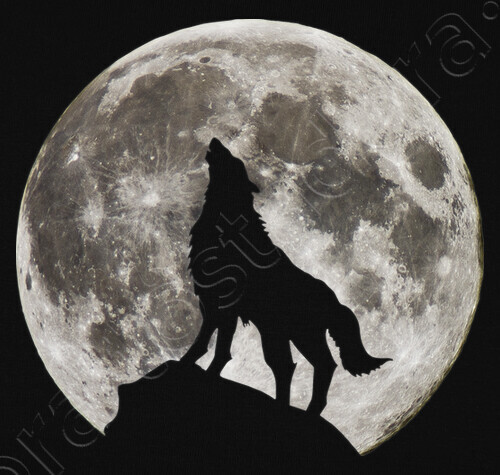 Tee shirt Loup et Pleine Lune