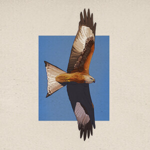 Playeras red kite 3