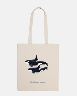 Orca duo (Orcinus orca) bandolera