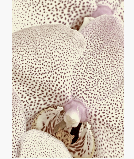 coque iphone xr oeil de fatima coque iphone xr oeil de fatima