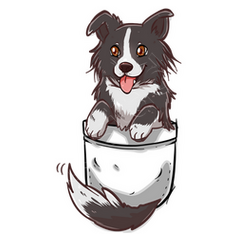 Pocket border deals collie