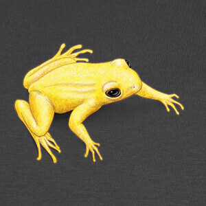 Tee-shirts grenouille dorée