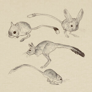 Playeras rodents