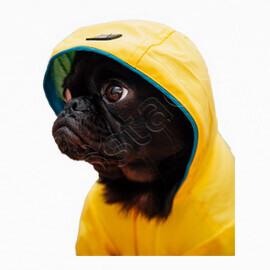 Ropa Infantil Perro Carlino Pug Latostadora Ropa Infantil Perro Carlino Pug Latostadora