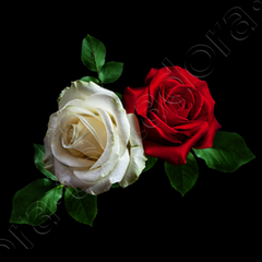 rosa blanca y roja