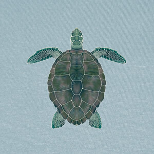 Playeras Sea turtle (Caretta caretta)