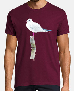 seagull