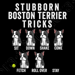 Boston store terrier stubborn