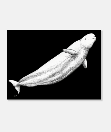 Lienzo  Beluga ballena blanca