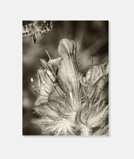 Tableau abeille