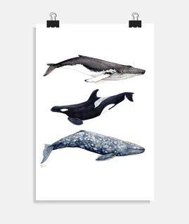 affiche de yubarta, orque, baleine grise