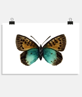 affiche papillon tomares ballus le vert-de-gris