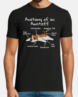 anatomie du staffordshire terrier américain