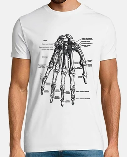 Anatomy hand
