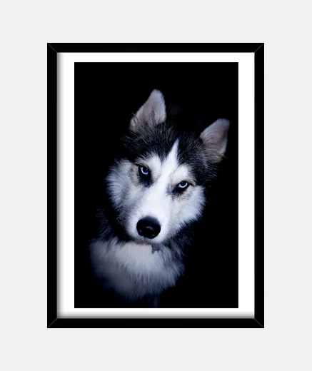 Framed angry husky