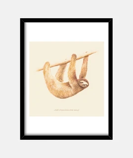 Animals Sloth
