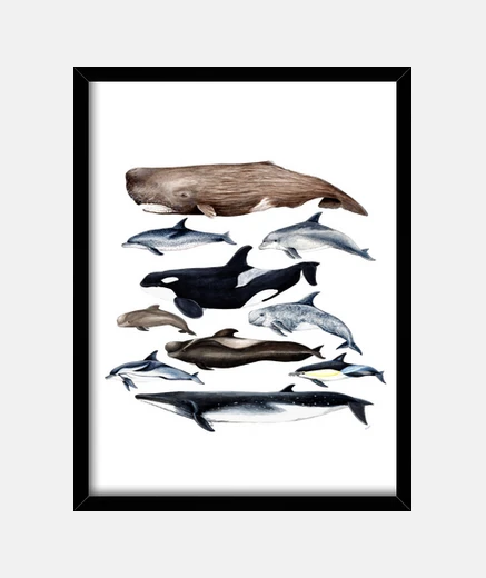 Quadro balene, capodogli, balene e delfini scatola