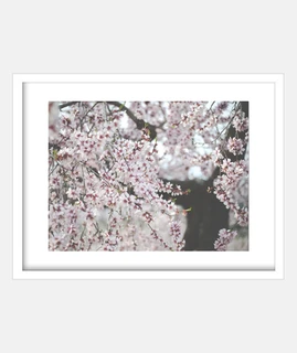 Blossom almond tree
