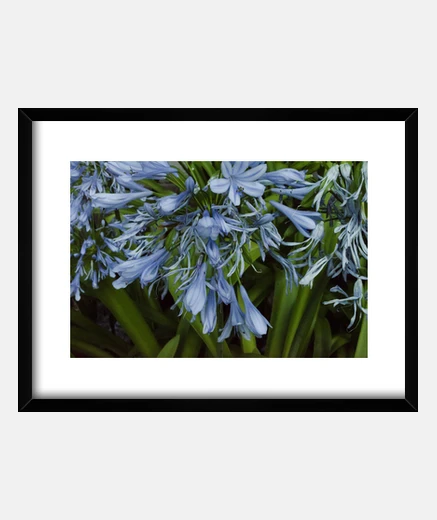 Framed blue flowers